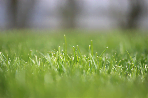 Central (auto)focus Central (auto)focus