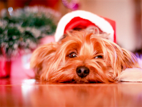 Kerstkaart met grappige foto Kerstkaart met grappige foto