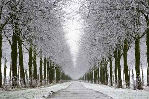 Winter bos Winter bos